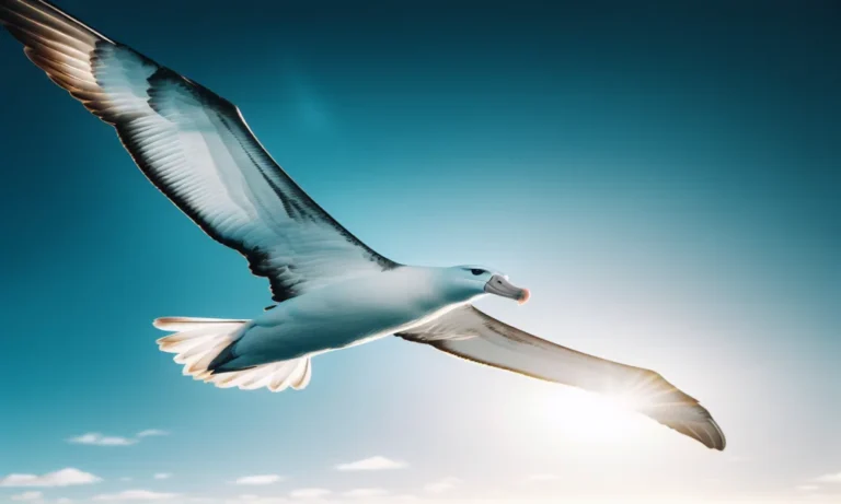 Albatross Captions For Instagram