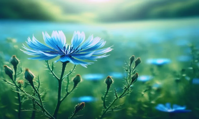 Chicory Captions For Instagram