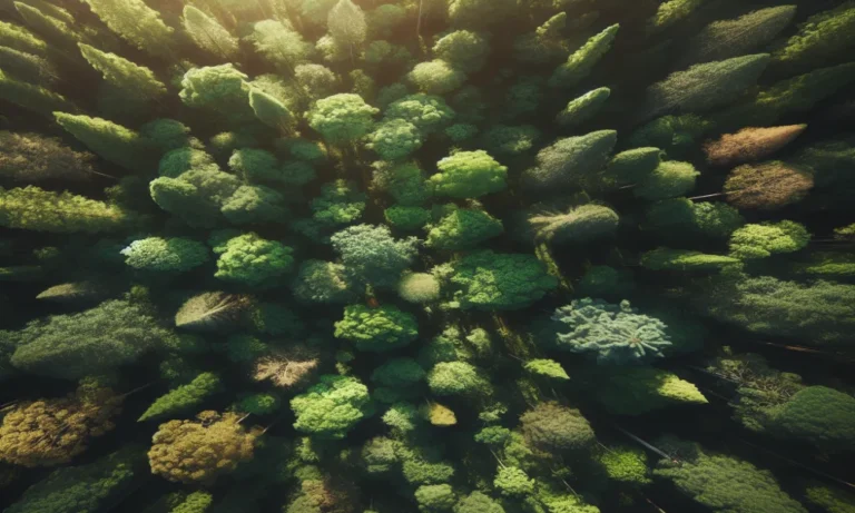 Forest Canopy Captions for Instagram