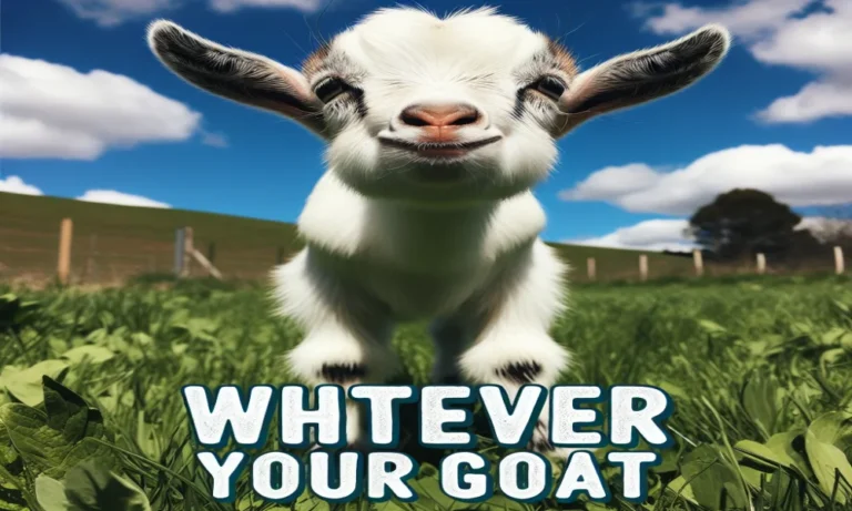 Goat Captions For Instagram