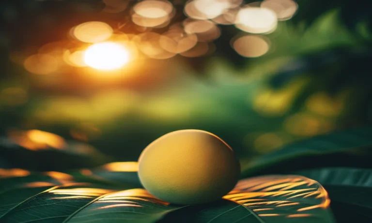 Mangaba Captions For Instagram