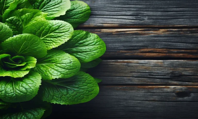 Mibuna Captions For Instagram