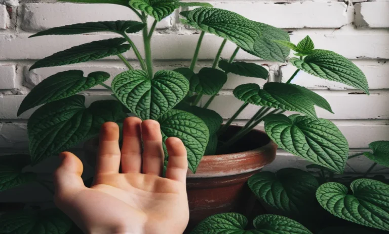 Perilla Captions For Instagram