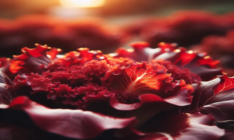 Red Leaf Lettuce Captions For Instagram