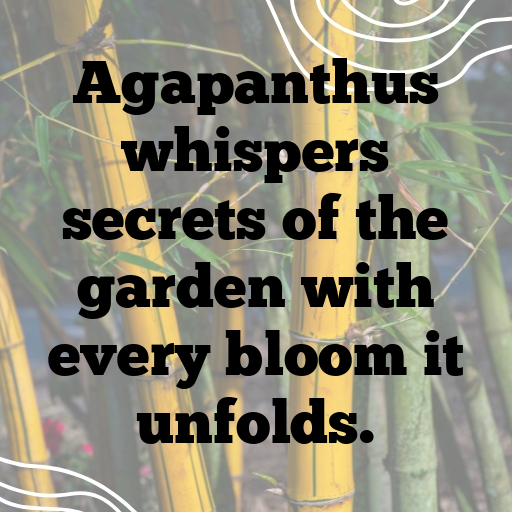 Agapanthus Captions Image For Instagram In (2025)-N14Tcv