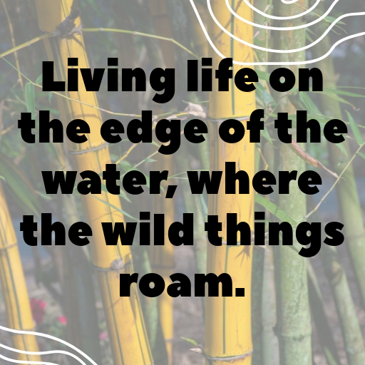 Alligator Captions Photo For Instagram In [2025]-VkgiSq