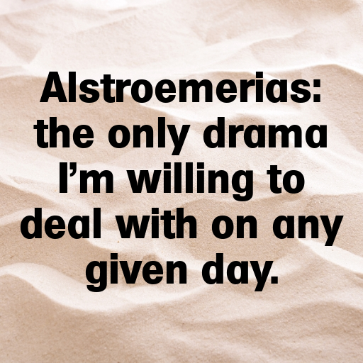 Alstroemeria Captions Photo For Instagram In [2025]-4Gk6yC