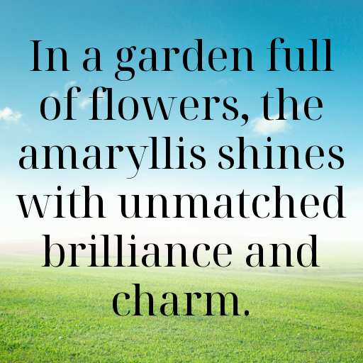 Amaryllis Captions Image For Instagram In 2025-FlNgfB