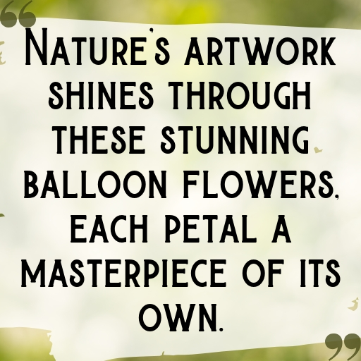 160+ Balloon Flower Captions For Instagram In 2025 10 Balloon Flower Captions Image For Instagram In 2025-emE4bL