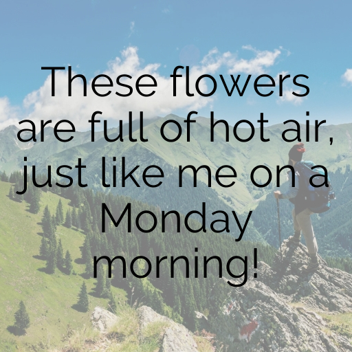 160+ Balloon Flower Captions For Instagram In 2025 4 Balloon Flower Captions Photo For Instagram In 2025-5OhxB5