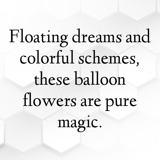 160+ Balloon Flower Captions For Instagram In 2025 6 Balloon Flower Captions Photo For Instagram In 2025-hjgddd