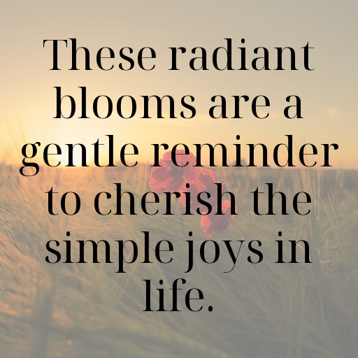 160+ Balloon Flower Captions For Instagram In 2025 8 Balloon Flower Captions Photo For Instagram In 2025-pPH7Ym