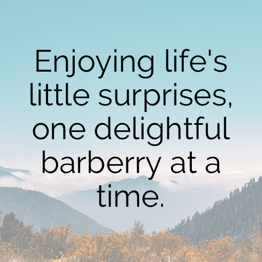 Barberry Captions Photo For Instagram In [2025]-fgpom4