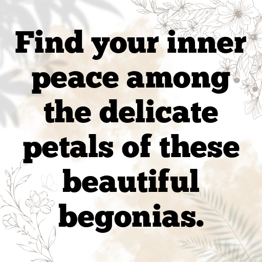 184+ Begonia Captions For Instagram In 2025 3 Begonia Captions Image For Instagram In 2025-5D27ri