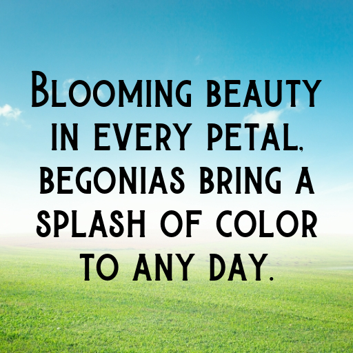 184+ Begonia Captions For Instagram In 2025 8 Begonia Captions Image For Instagram In 2025-hpWPwQ
