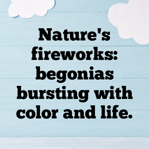 184+ Begonia Captions For Instagram In 2025 9 Begonia Captions Image For Instagram In 2025-mYeD0B