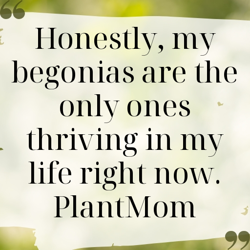 184+ Begonia Captions For Instagram In 2025 4 Begonia Captions Photo For Instagram In 2025-bo10uu