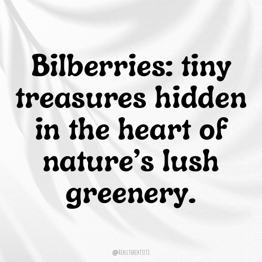 152+ Bilberry Captions For Instagram In 2025 7 Bilberry Captions Photo For Instagram In 2025-7dhLIu