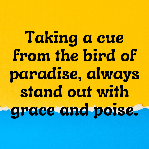 Bird of Paradise Captions Image For Instagram In [2025]-qdeeKM