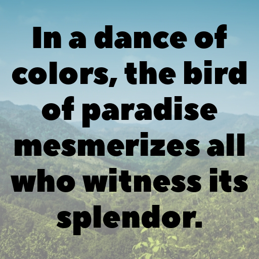 Bird of Paradise Captions Photo For Instagram In [2025]-AWki8P