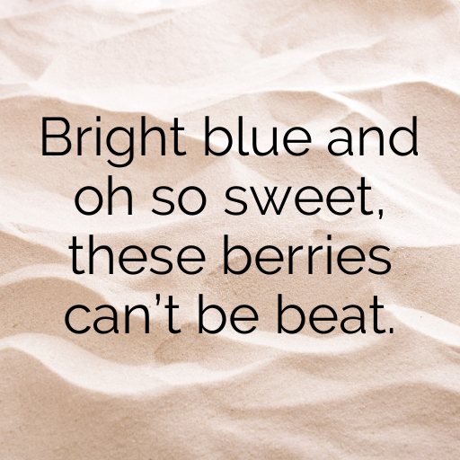 Blueberry Captions Photo For Instagram In (2025)-JTvWJu