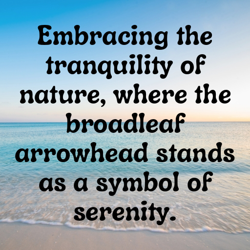 Broadleaf Arrowhead Captions Image For Instagram In (2025)-3VfIoM