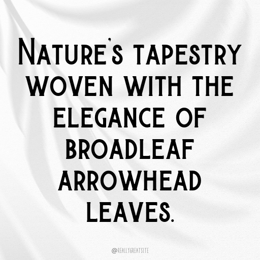 Broadleaf Arrowhead Captions Photo For Instagram In (2025)-0euNX2