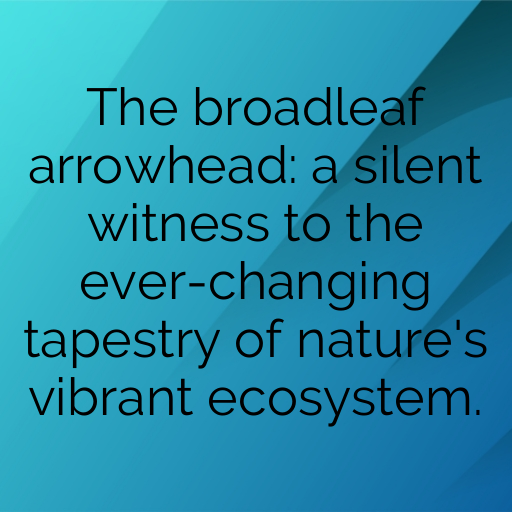 Broadleaf Arrowhead Captions Photo For Instagram In (2025)-Xo5Srk