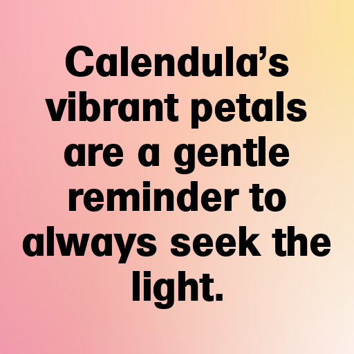 Calendula Captions Photo For Instagram In 2025-27q6AD