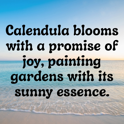Calendula Captions Photo For Instagram In 2025-2W3nIm