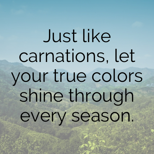 186+ Carnation Captions For Instagram In (2025) 7 Carnation Captions Image For Instagram In (2025)-gFF5vx