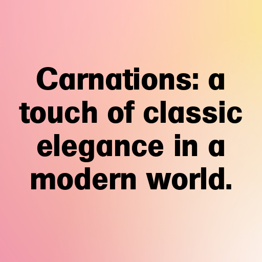 186+ Carnation Captions For Instagram In (2025) 5 Carnation Captions Image For Instagram In (2025)-JRT3Ob