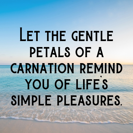 186+ Carnation Captions For Instagram In (2025) 9 Carnation Captions Photo For Instagram In (2025)-HfPSU6