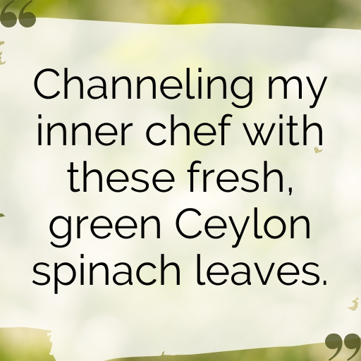 Ceylon Spinach Captions Photo For Instagram In 2025-7aOcBK