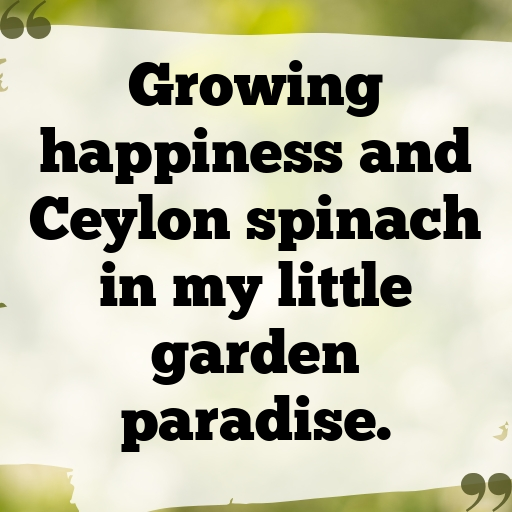 Ceylon Spinach Captions Photo For Instagram In 2025-F2RAlC
