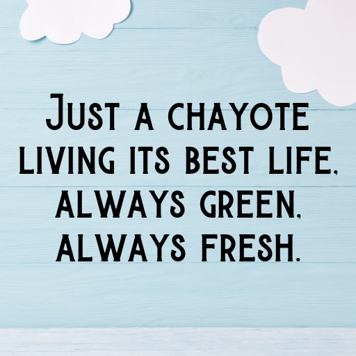 Chayote Captions Photo For Instagram In (2025)-p9l3OL