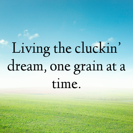 Chicken Captions Image For Instagram In 2025-q5ou3m