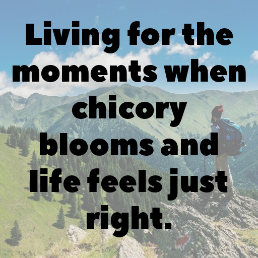 157+ Chicory Captions For Instagram In 2025 9 Chicory Captions Photo For Instagram In 2025-km7X7c