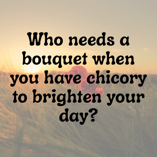 157+ Chicory Captions For Instagram In 2025 4 Chicory Captions Photo For Instagram In 2025-UQXNXA