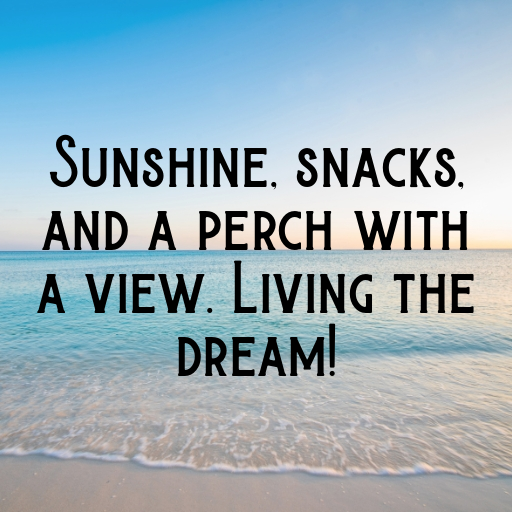 178+ Cockatoo Captions For Instagram In 2025 5 Cockatoo Captions Image For Instagram In 2025-u6mtSt