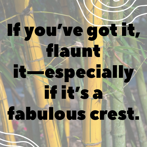 178+ Cockatoo Captions For Instagram In 2025 4 Cockatoo Captions Photo For Instagram In 2025-5nEO8W