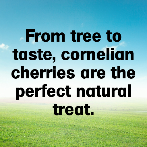 Cornelian Cherry Captions Image For Instagram In 2025-USfsKS