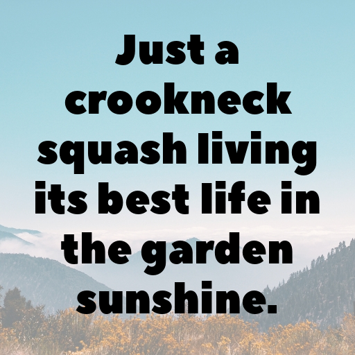 Crookneck Squash Captions Photo For Instagram In 2025-HjRI5Y