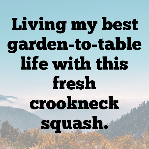 Crookneck Squash Captions Photo For Instagram In 2025-xtO1YW