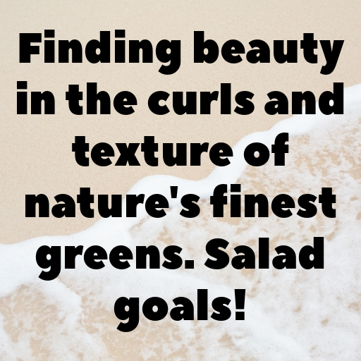 Curly Endive Captions Image For Instagram In (2025)-1NhiVl