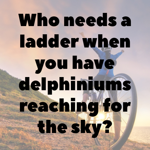 172+ Delphinium Captions For Instagram In (2025) 4 Delphinium Captions Photo For Instagram In (2025)-sCQy2s