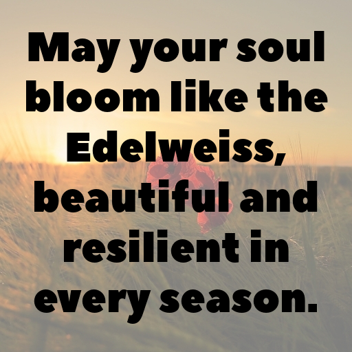 178+ Edelweiss Captions For Instagram In (2025) 8 Edelweiss Captions Image For Instagram In (2025)-oIzLA7
