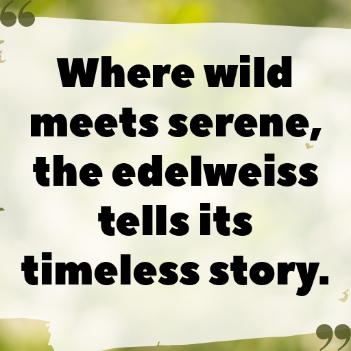 178+ Edelweiss Captions For Instagram In (2025) 5 Edelweiss Captions Photo For Instagram In (2025)-v1f2di