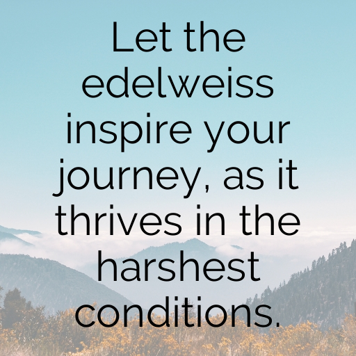 178+ Edelweiss Captions For Instagram In (2025) 10 Edelweiss Captions Photo For Instagram In (2025)-vfb928