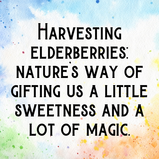 Elderberry Captions Image For Instagram In 2025-ra5QUD